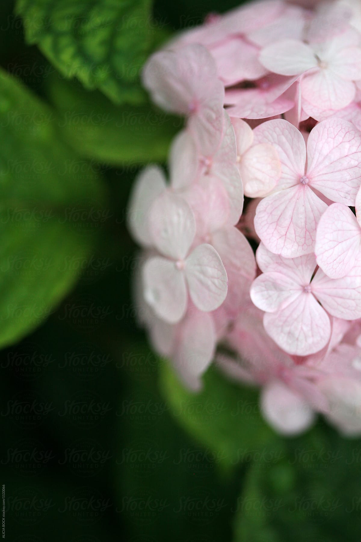 Close Up Of A Pale Pink Hydrangea Flower Blossom