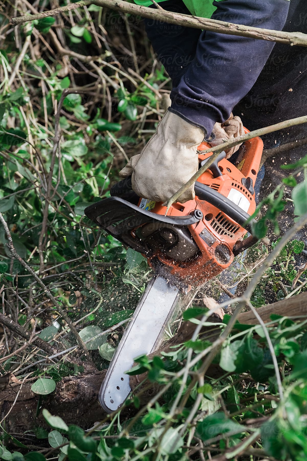 Chainsaw in use cutting tree branches
