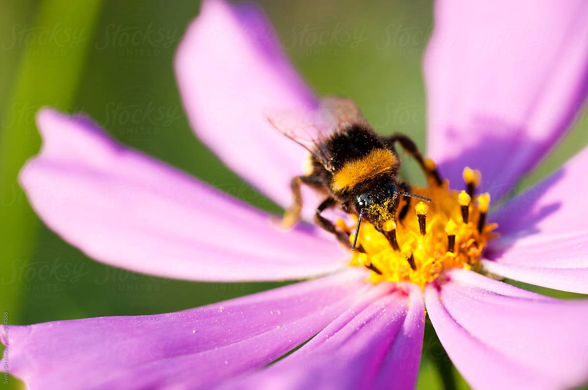 Bumblebee (Bombus) on a flower of Cosmos bipinnatus