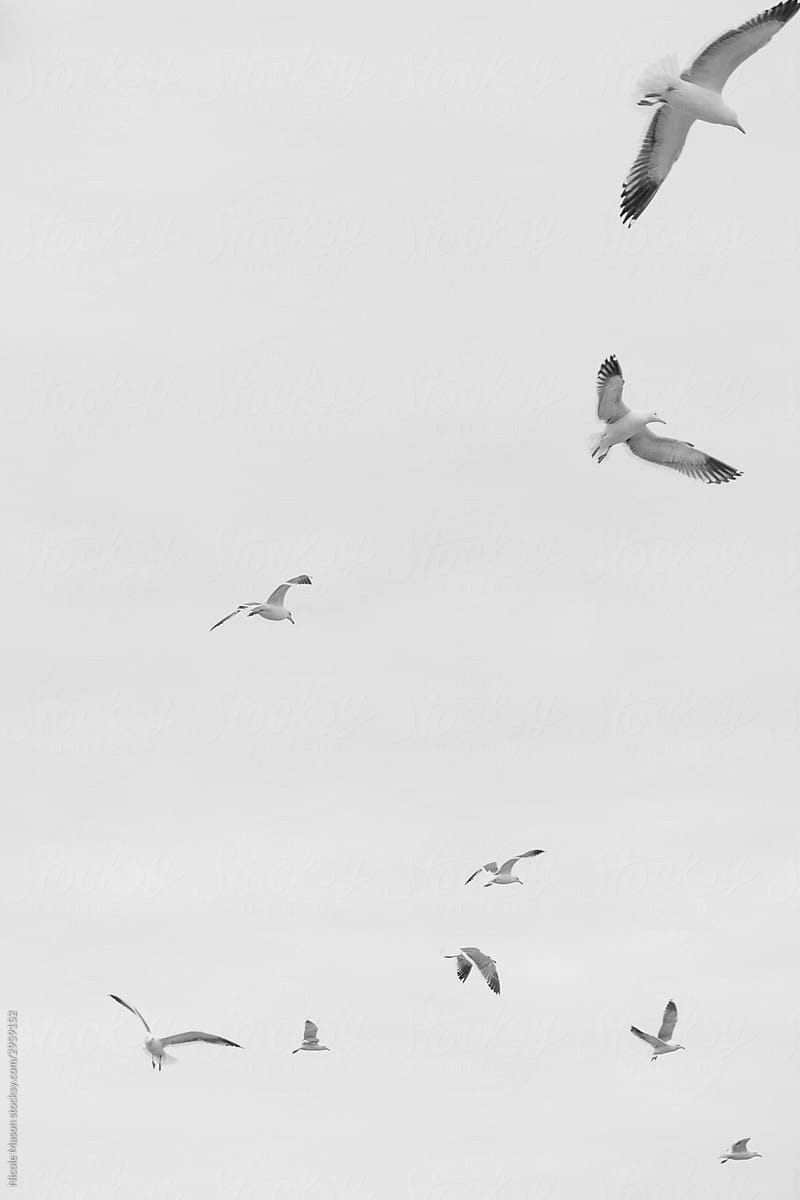black and white image of birds flying
