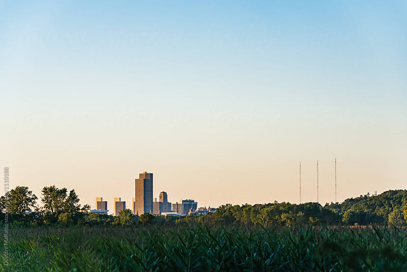 city skyline as seen from a corn field