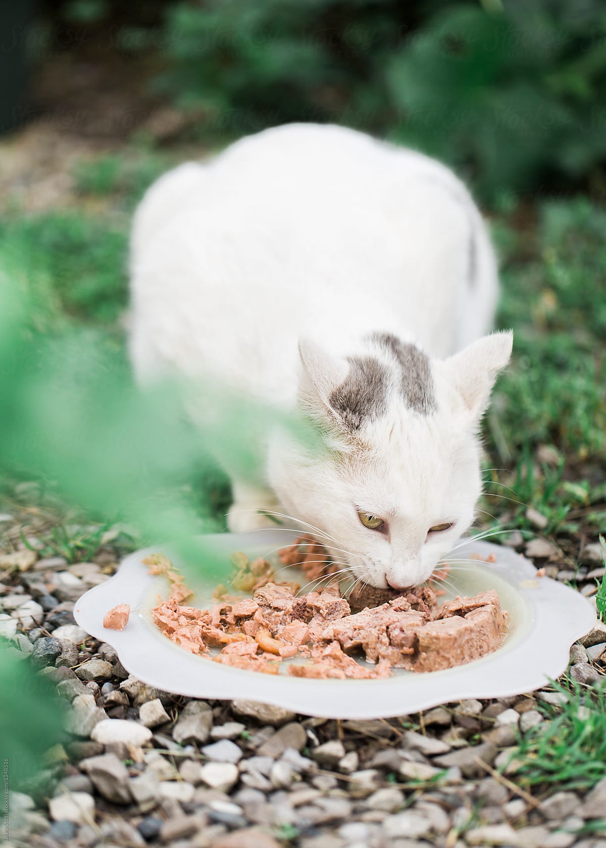 Close up of adult cat having dinner in garden