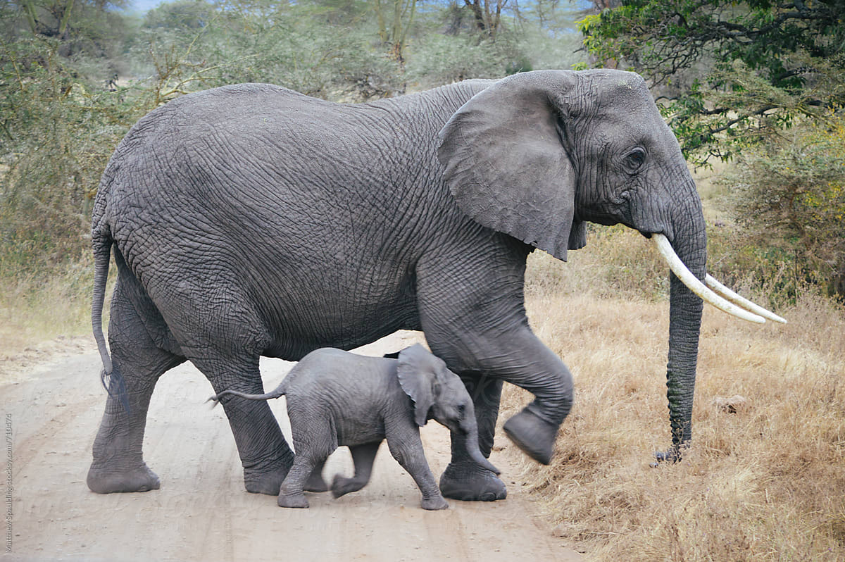 African elephant baby and mother crossing road