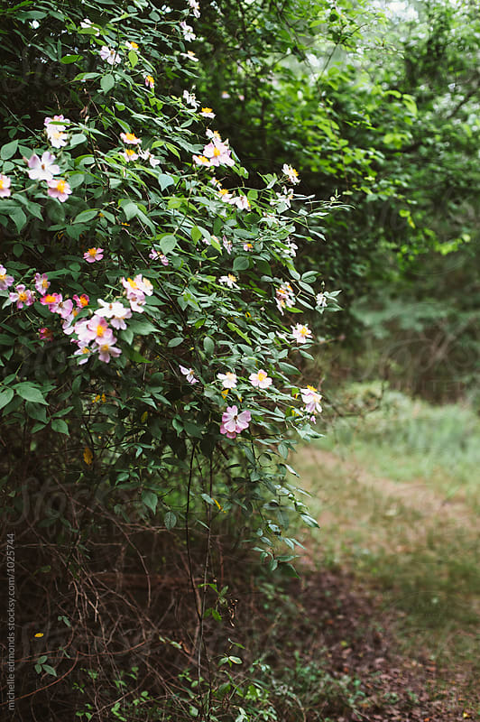 Wild Roses on a Trail