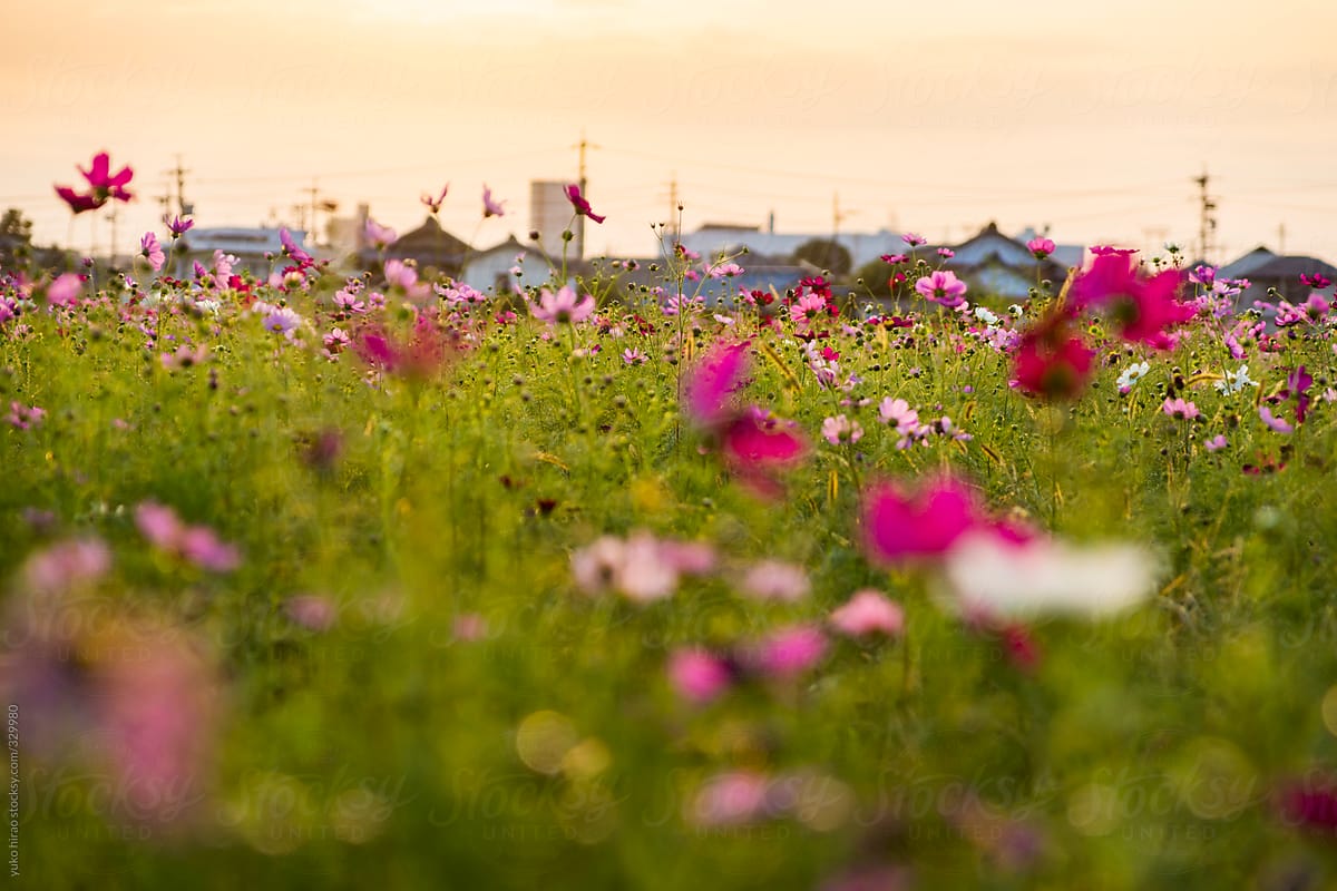 Wildflowers in front of houses in autumn in Japan at sunset