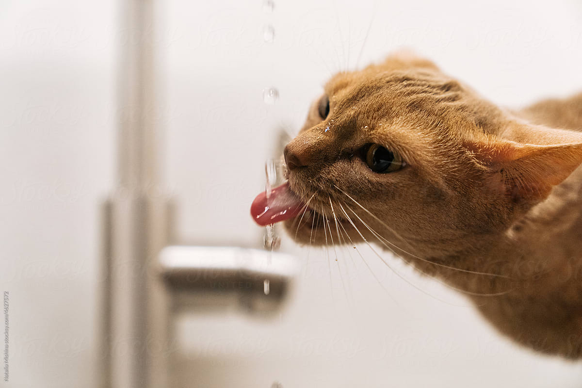 The cat drinks running water.