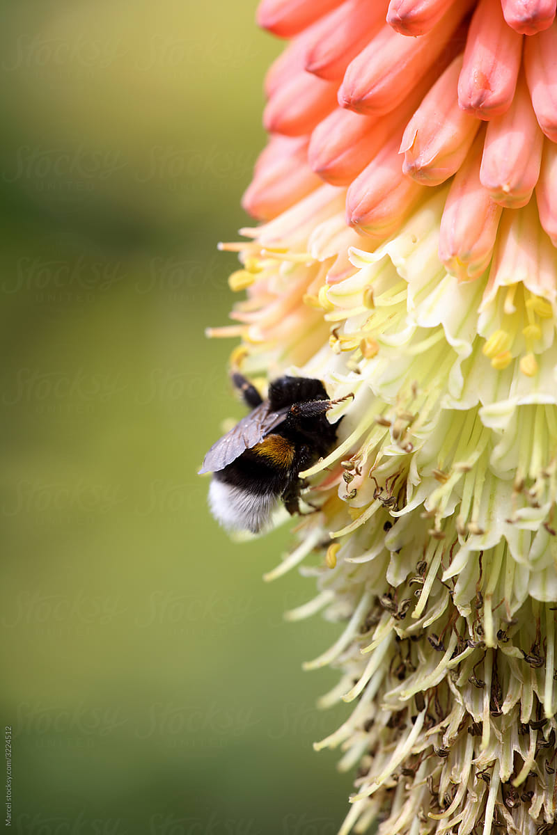 Bumblebee entering a kniphofia flower