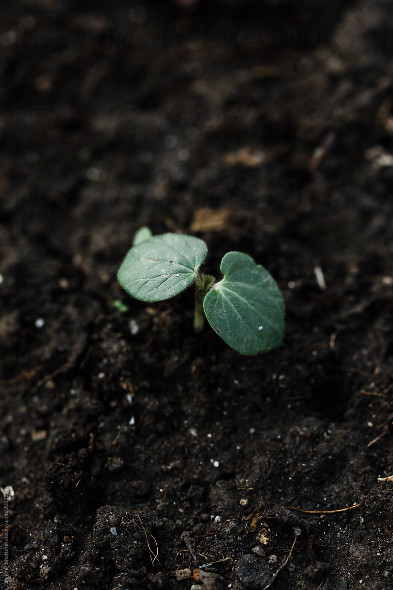 Young seedling breaking through the soil.
