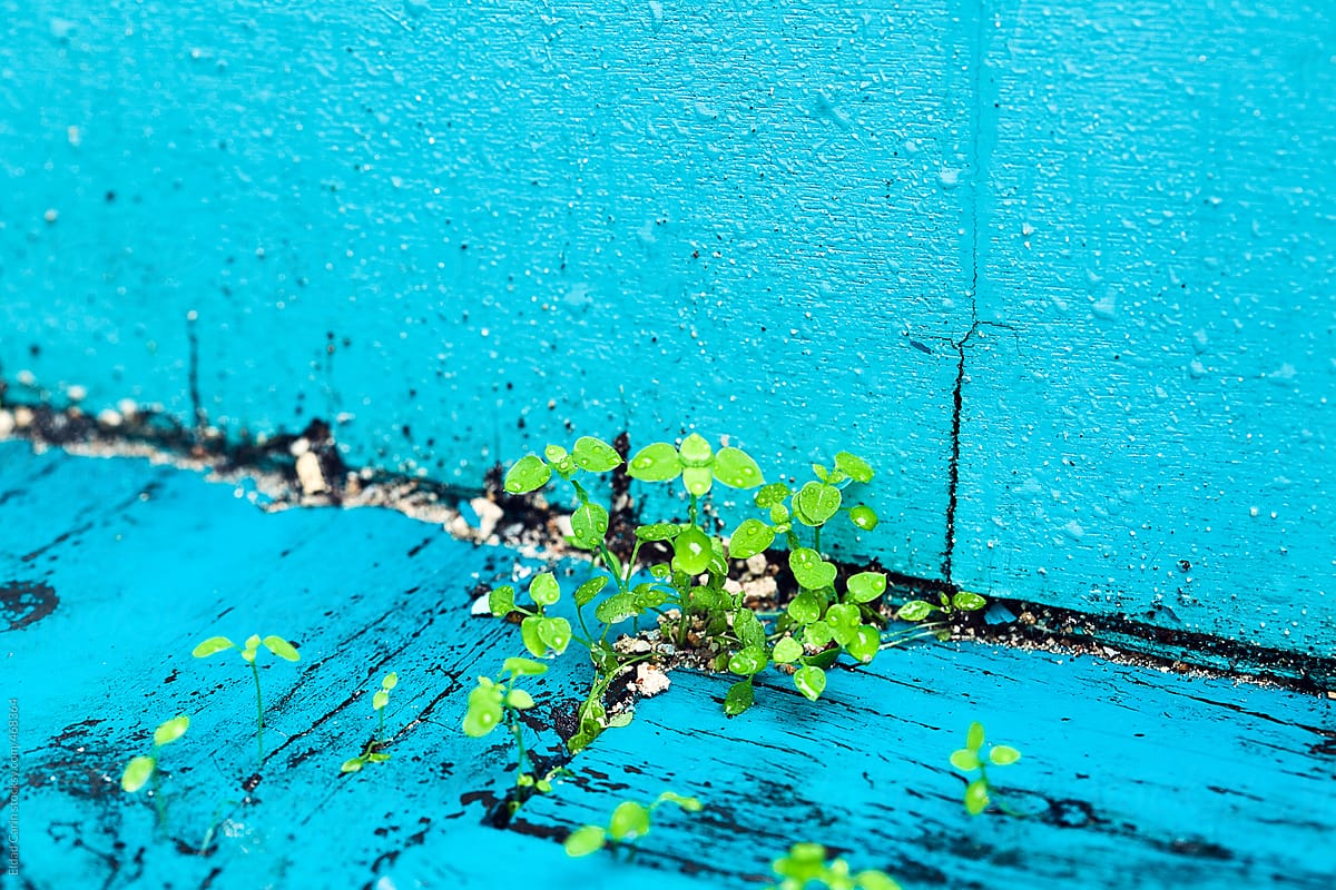 Green Weeds Growing out of Blue Wood