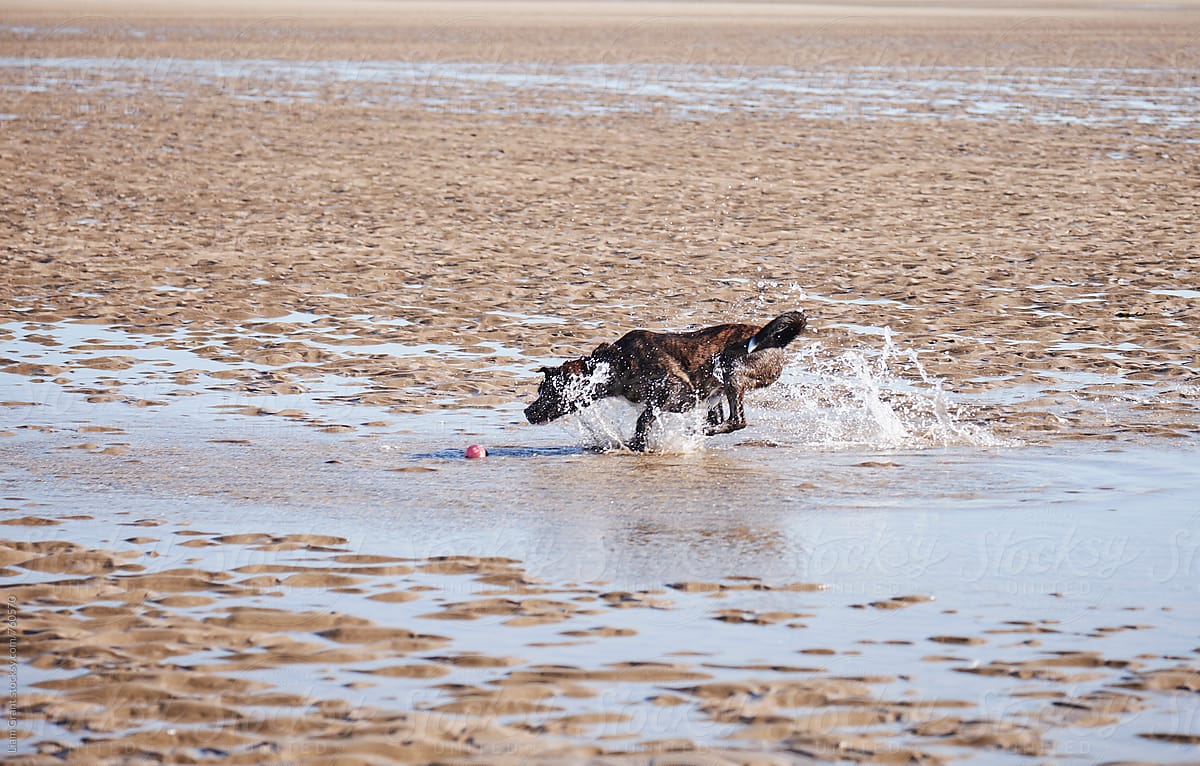 Dog running after it\'s ball on the beach. Wales, UK.