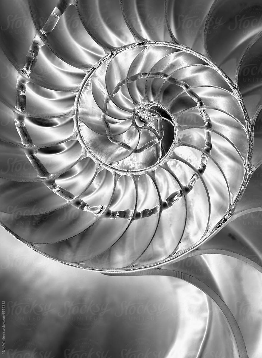Nautilus Shell in Black and White