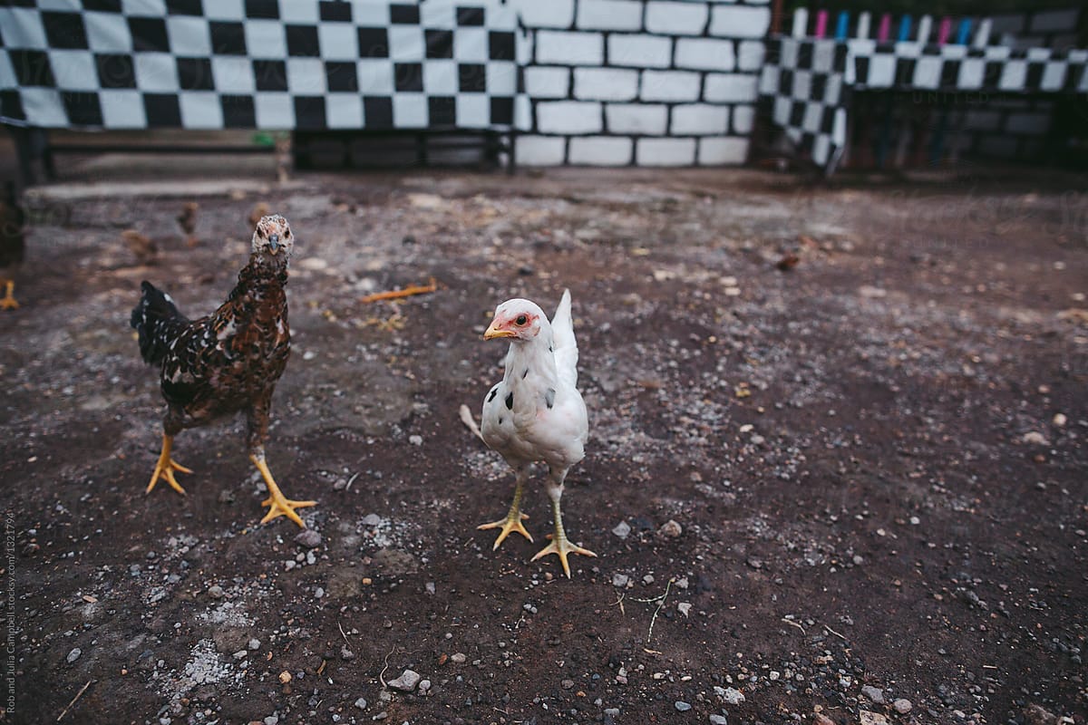 Skinny Balinese Chickens By Stocksy Contributor Rob And Julia
