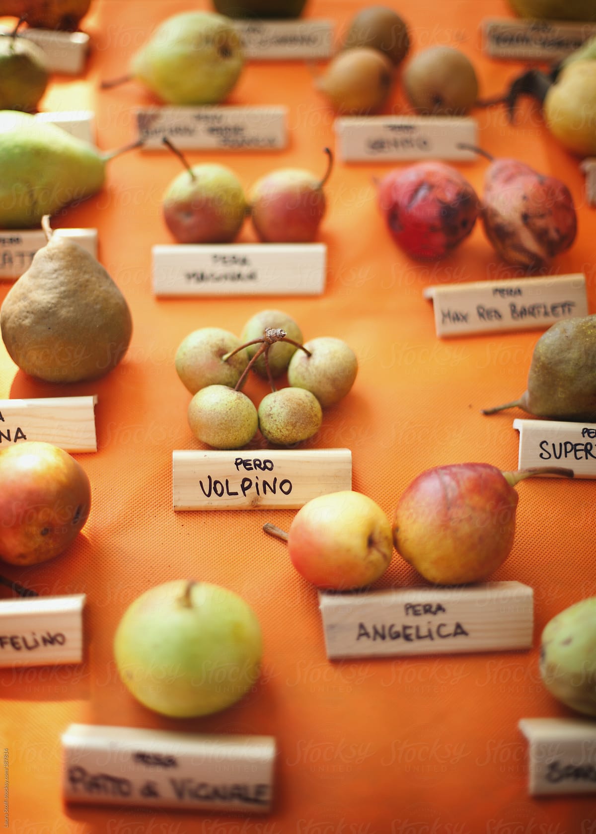 Uncommon cultivars of pears show