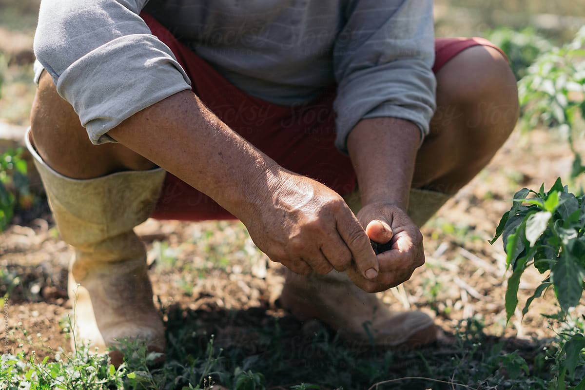Hands of a man holding soil.
