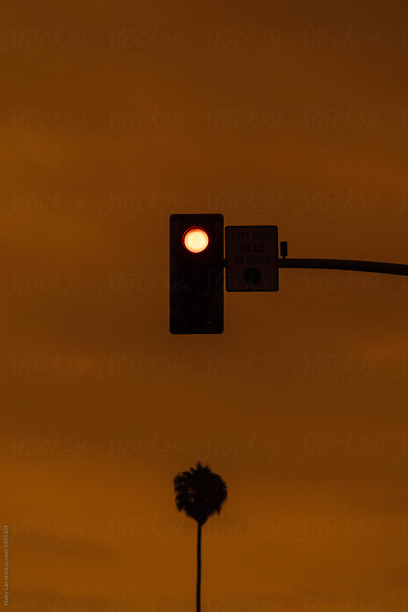 traffic red light above palm tree