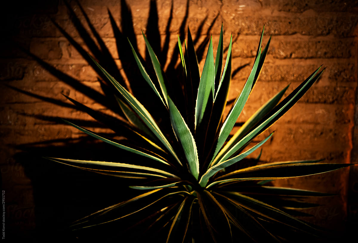 An agave plant in the desert.
