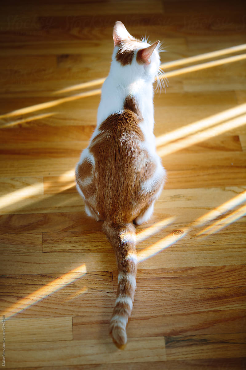 Ginger and White Cat in the Light