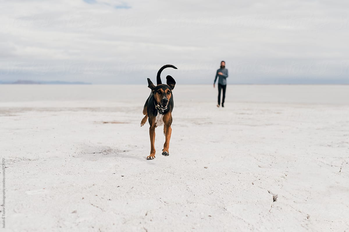 Dog and Human running