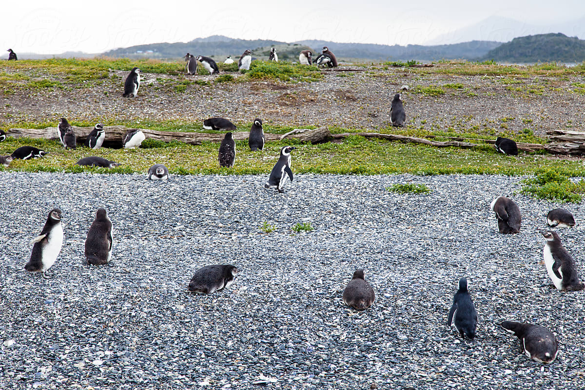 Martillo Island Magellanic Penguins