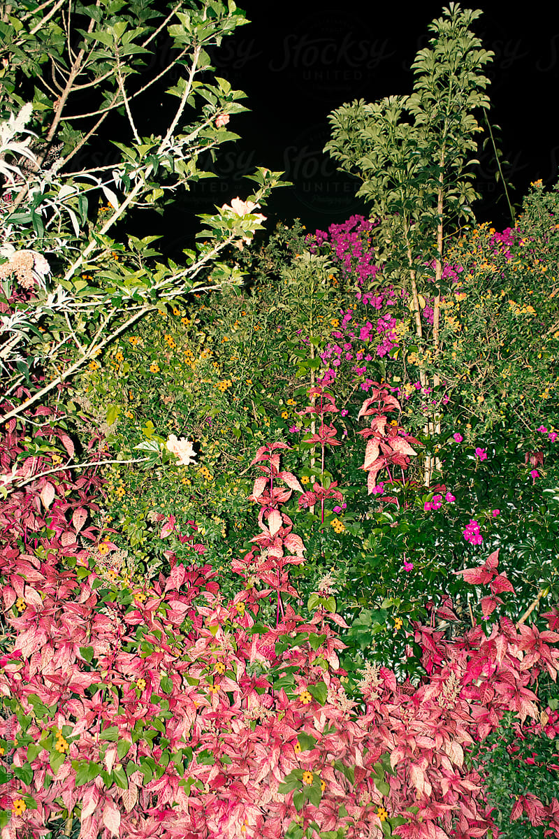 Flowers and bushes in the night