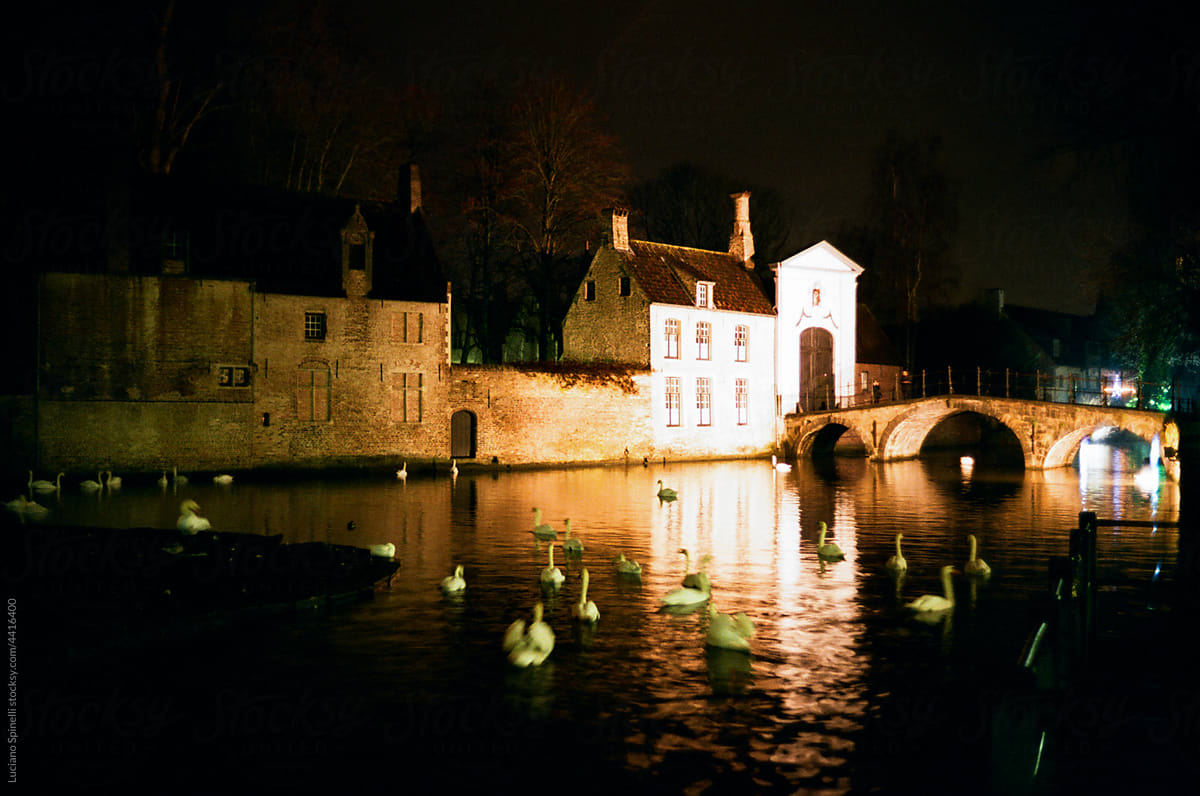 White gooses swimming in the canals of Bruges by night