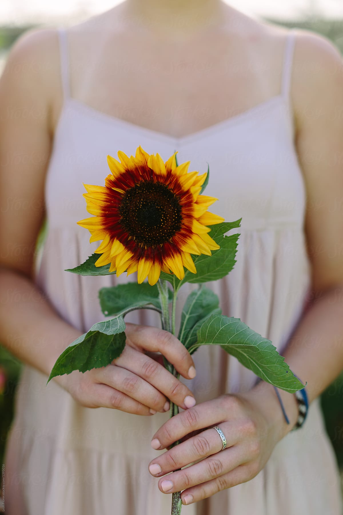 Woman Holding Sunflower