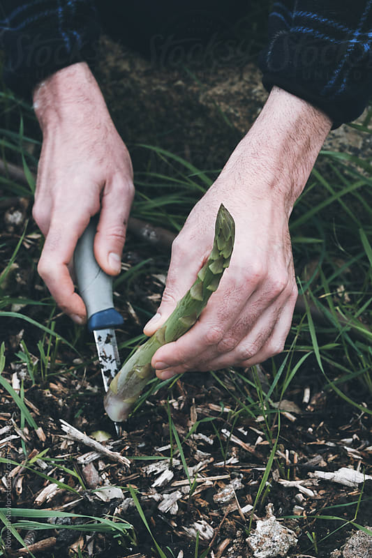 Farmer cutting fresh asparagus spears