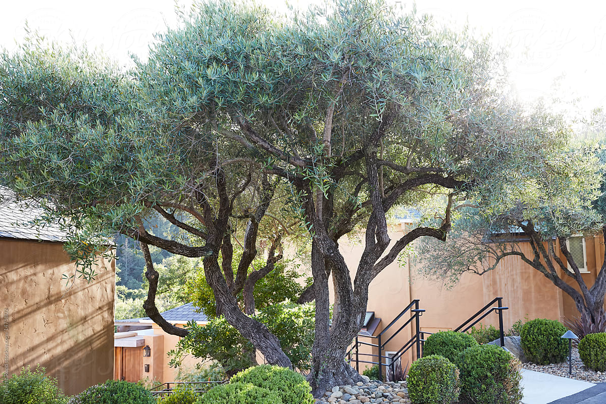 Xeriscape Landscaping With Olive Trees, Olive Tree Landscaping