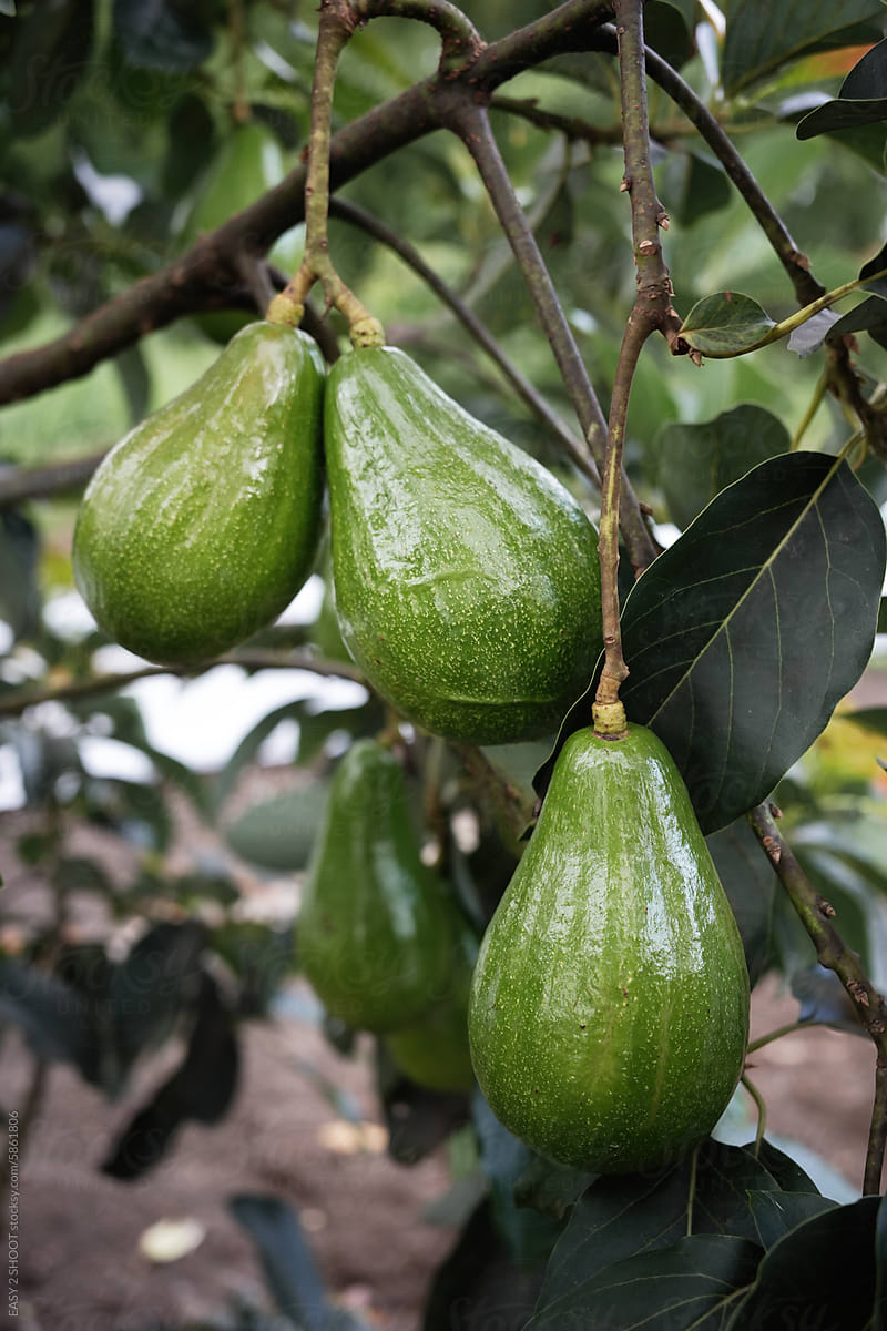 Fresh Green Avocados Hanging on Branch in Orchard