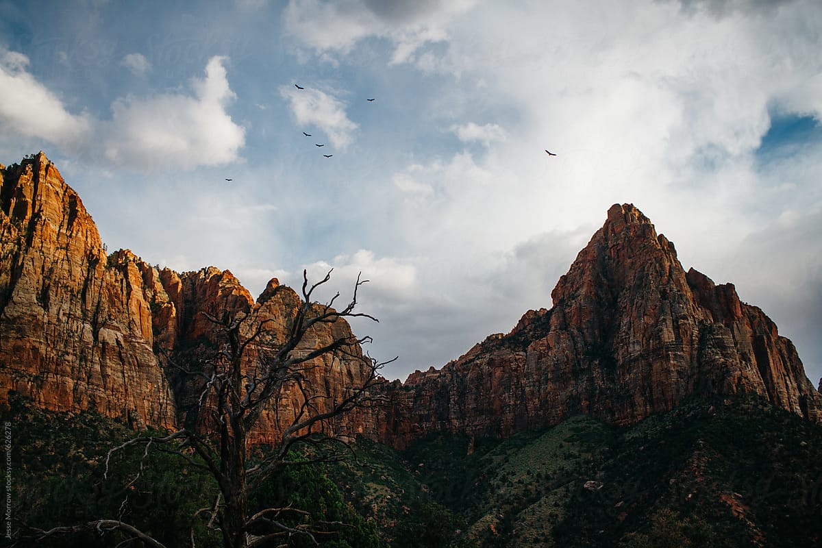 birds fly over mountain peaks zion national park usa