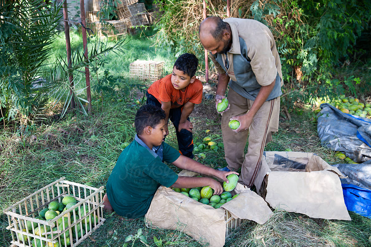 Father & Sons Harvesting Mangos