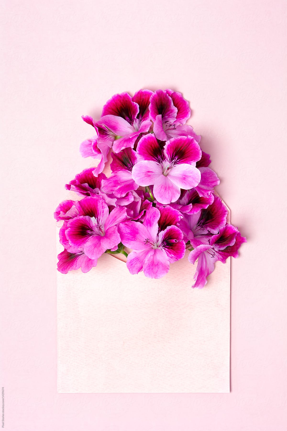 Geranium flowers in an envelop with plenty of copy space