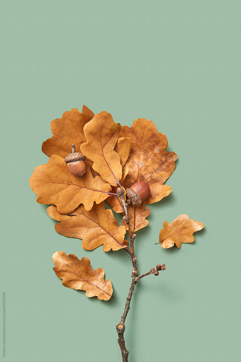 Golden oak branch with dry leaves and acorn.