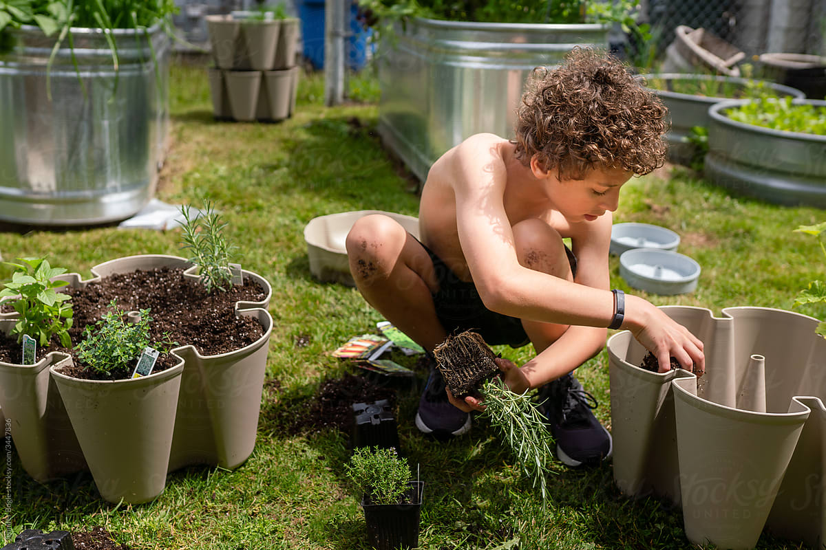Curly haired boy in shorts plants herbs in planter