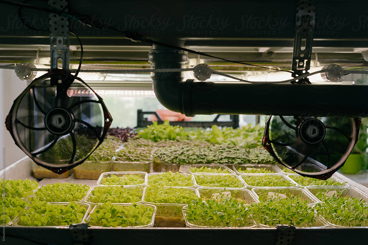 Microgreen sprouts in trays on the farm