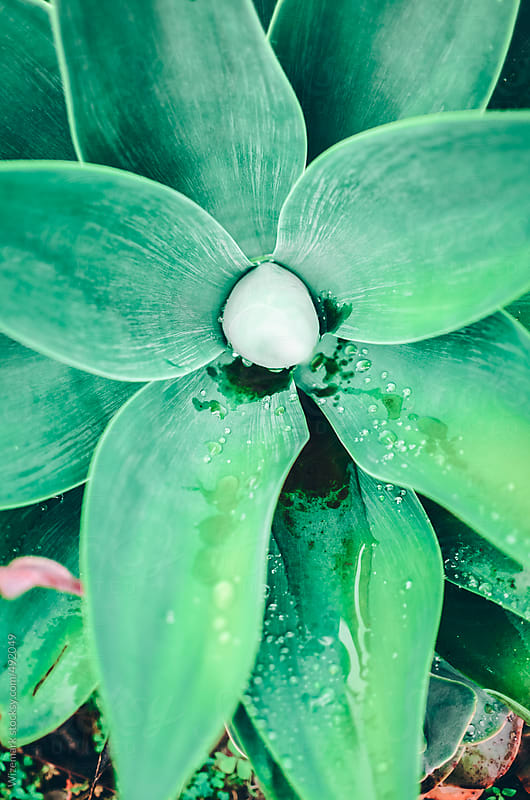 Closeup Of Pastel Green Succulent Plant Abstract Background Detail By 9393