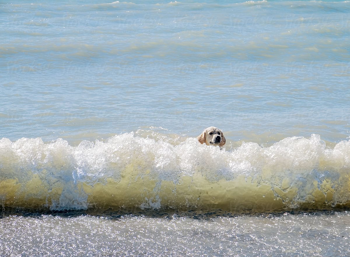 Dog Riding the Waves