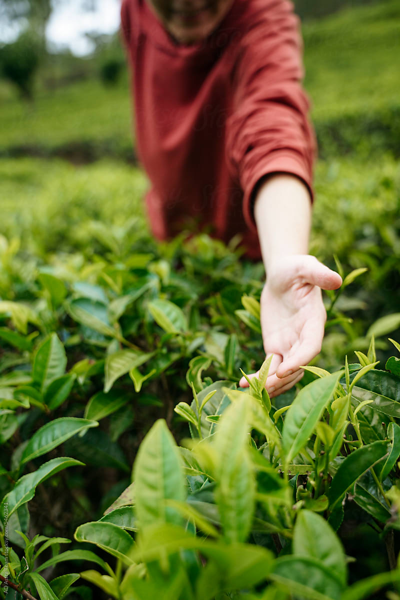 A hand holding tea on a tea plantation