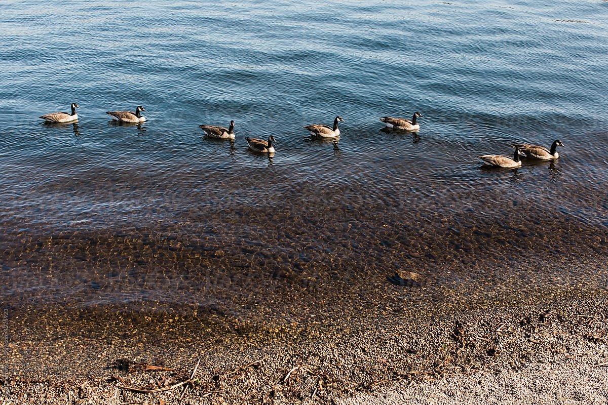 Several ducks in a row in water next to shore line