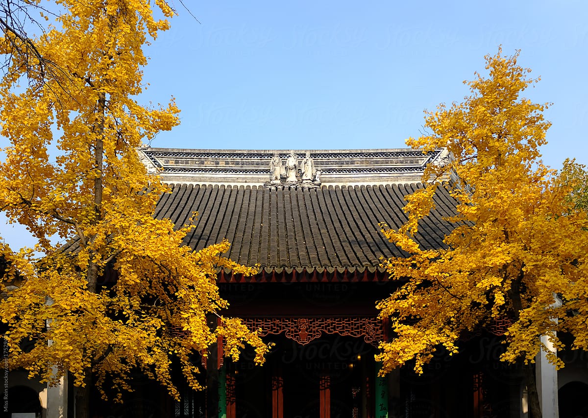 low angle view of yellow tree infront of ancient temple against