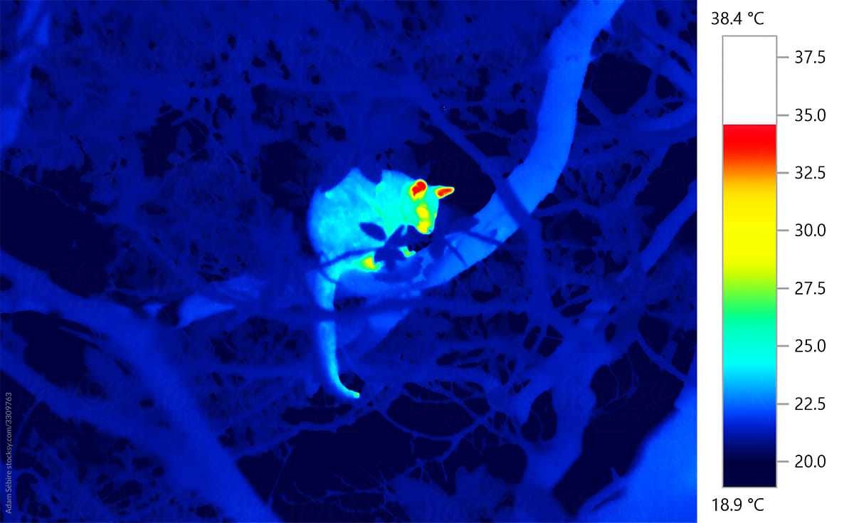 Thermographic heat image of animal in tree - Australian possum nocturnal marsupial