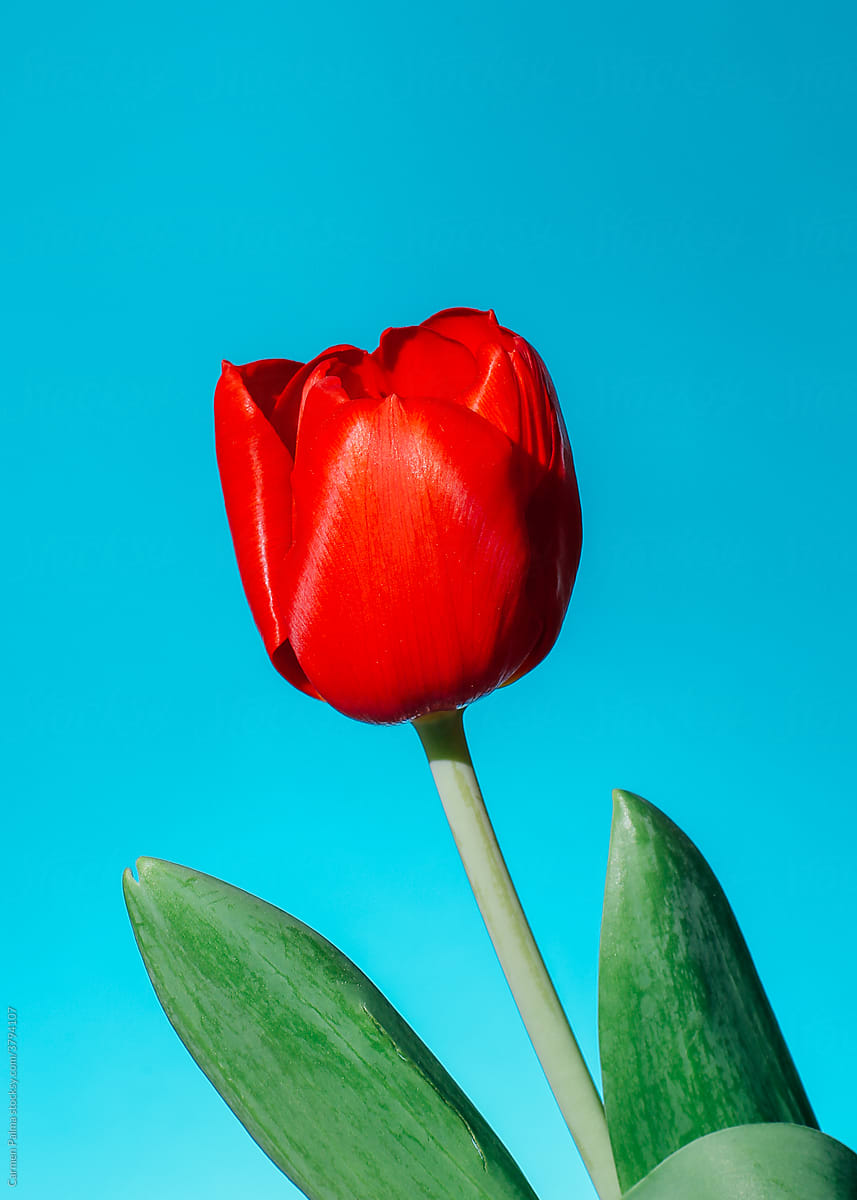 Red tulip with a blue background