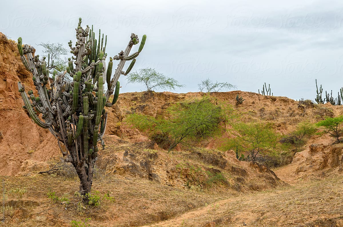 Big green cactus in Tatacoa desert