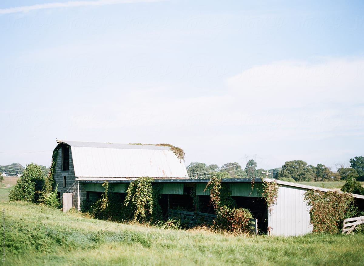 Landscape image of an old run down cattle barn