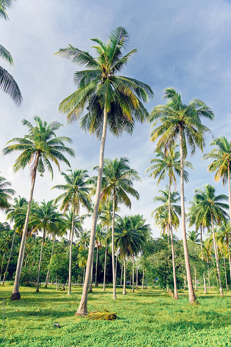 Asia, Malaysia, Langkawi Island, Pulau Langkawi, Palms lining the beaches at Pantai Cenang