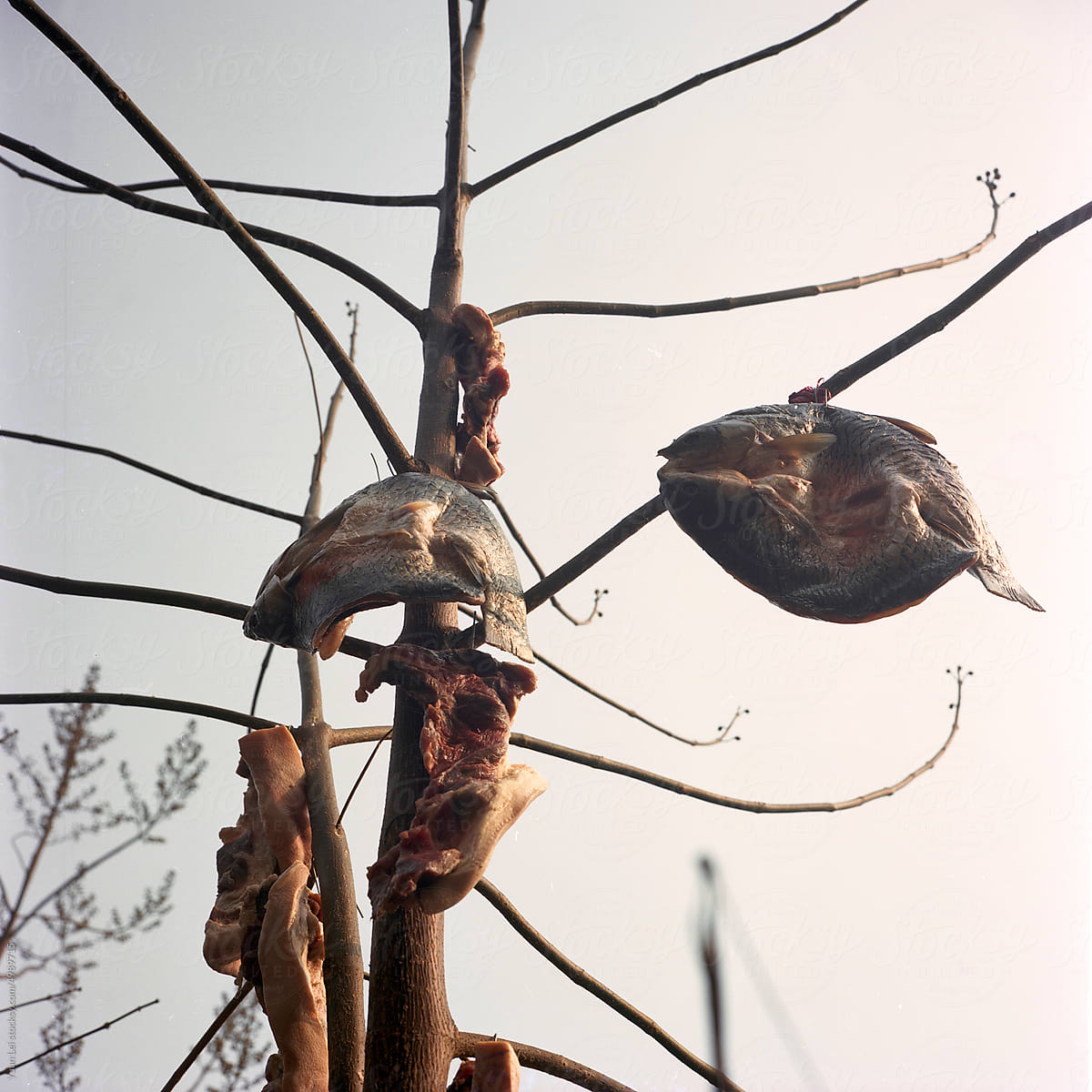 Smoked fish and bacon hanging on the branches
