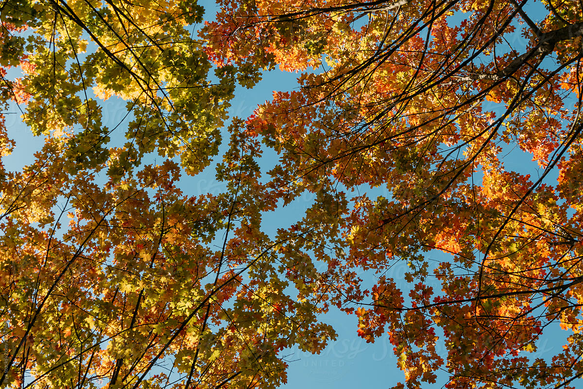 Autumn tree foliage canopy leaves nature