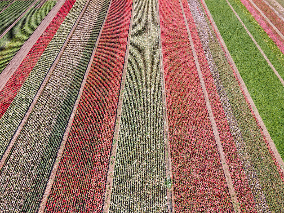 Agriculture: rose farming - rose flowers field in bloom