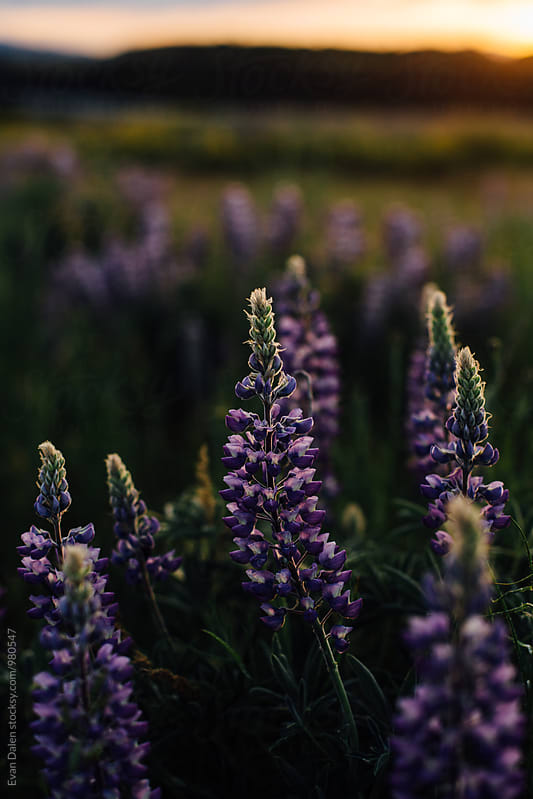 Purple Wild Flowers in Field at Sunset