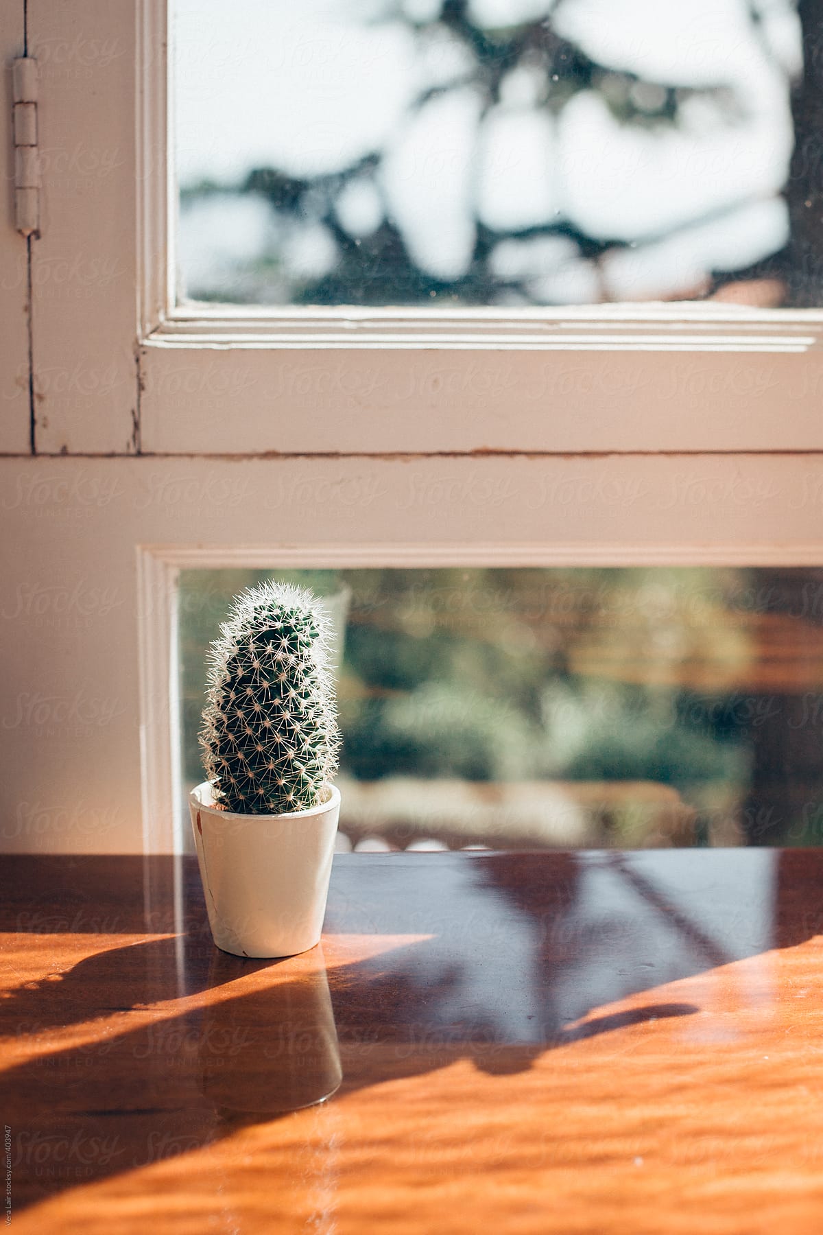 Little cactus in front a window